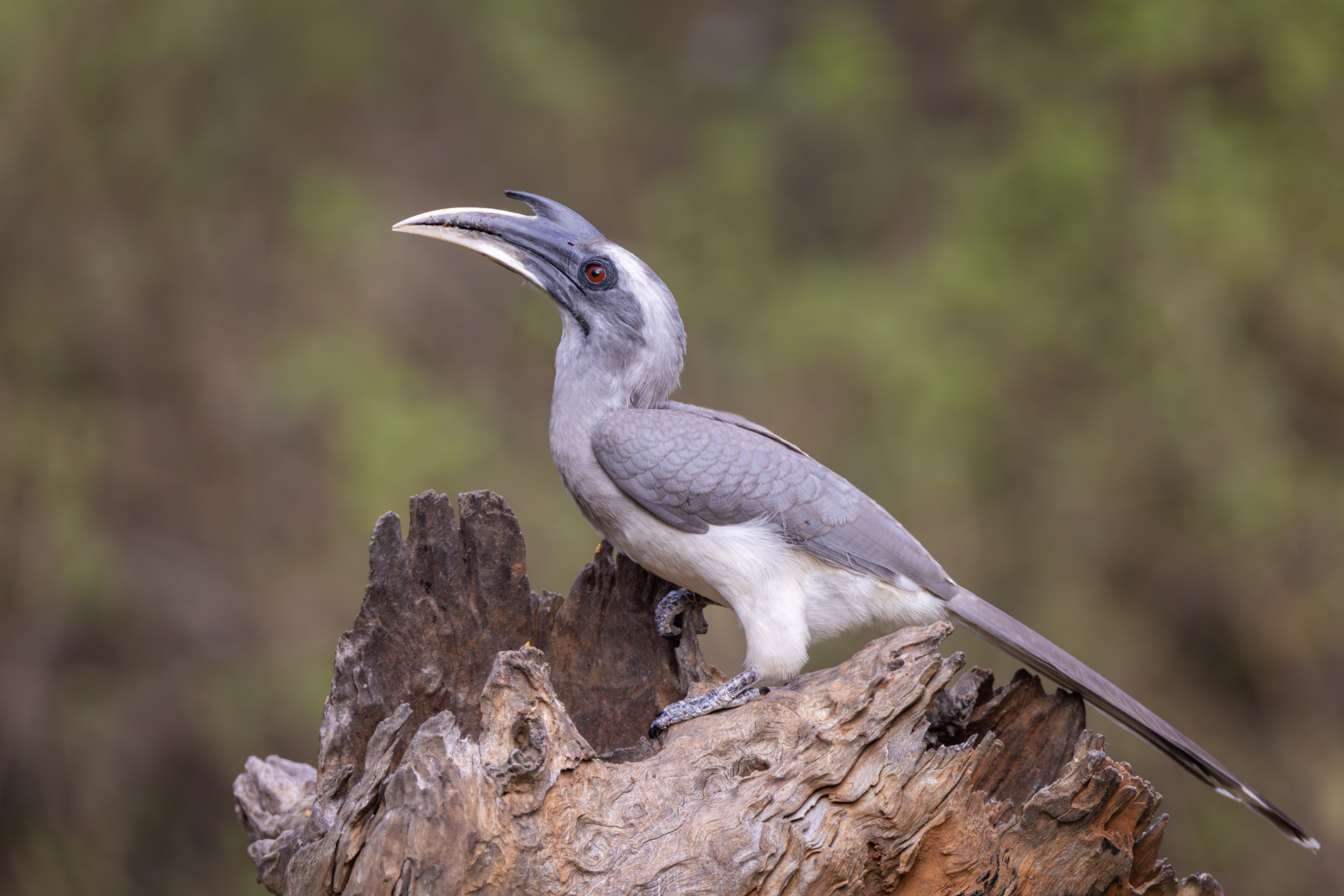 image Indian Grey Hornbill